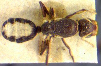 Media type: image; Entomology 21564   Aspect: habitus dorsal view